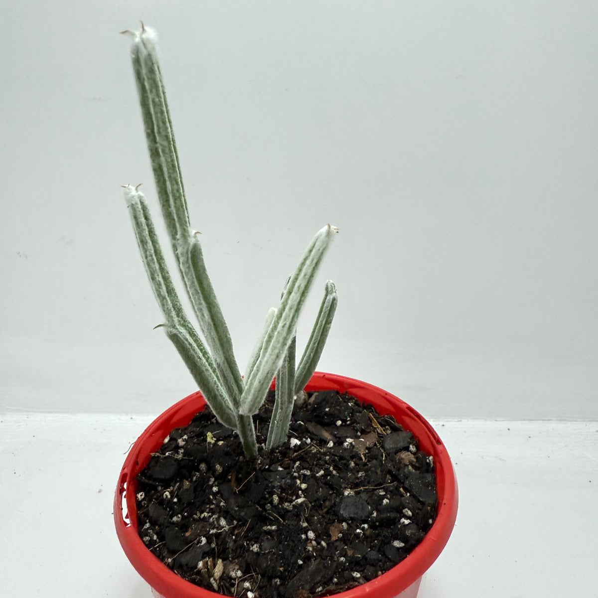 Seyrigia Humbertii "Snow stick "