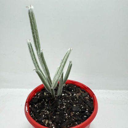 Seyrigia Humbertii "Snow stick "