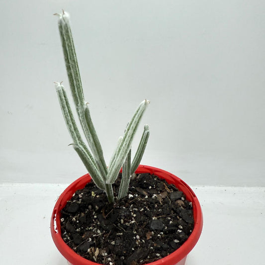 Seyrigia Humbertii "Snow stick "