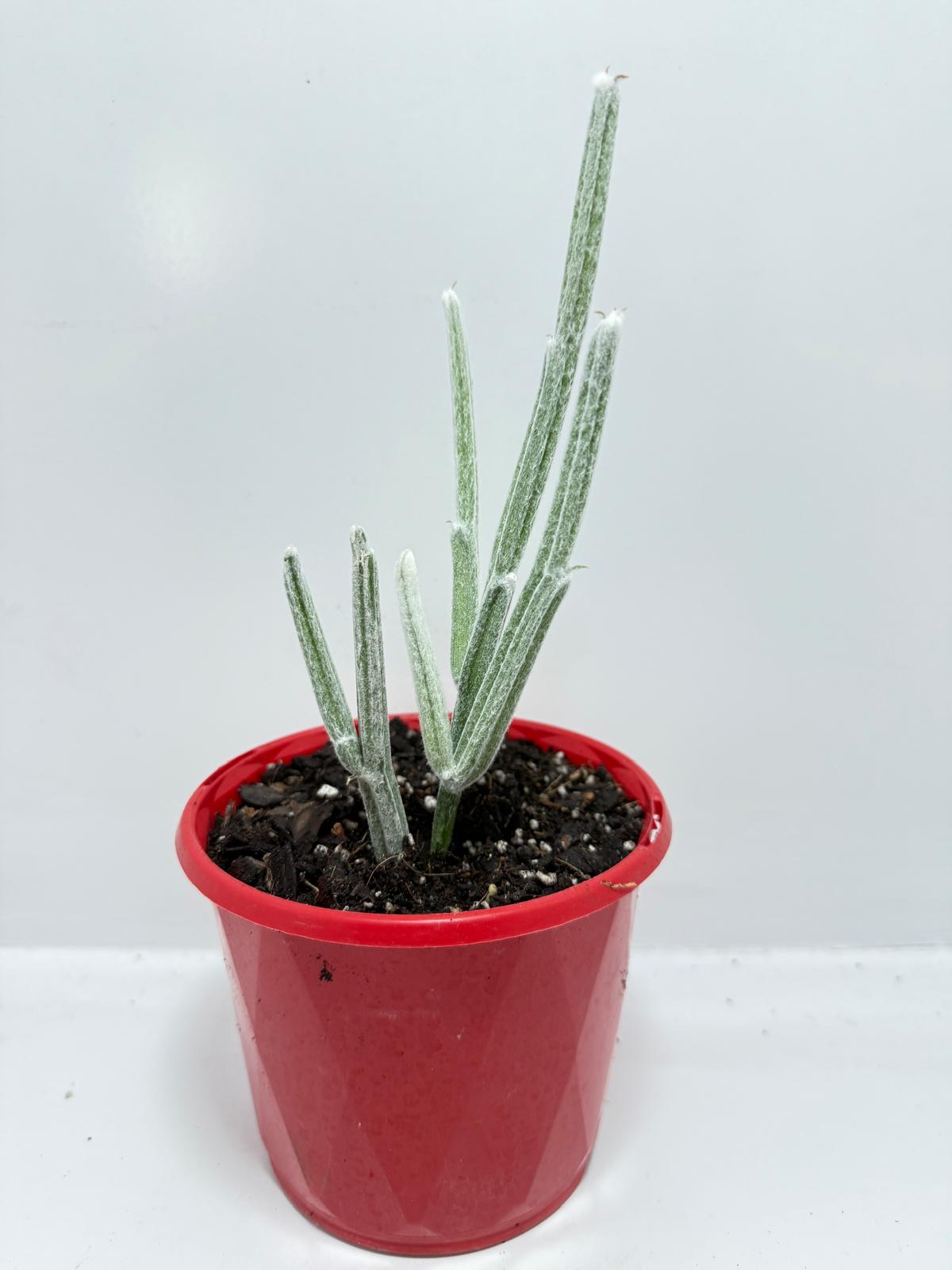Seyrigia Humbertii "Snow stick "