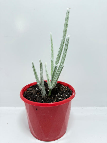 Seyrigia Humbertii "Snow stick "