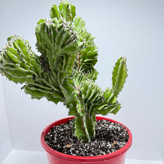 Euphorbia Kibwezensis #86