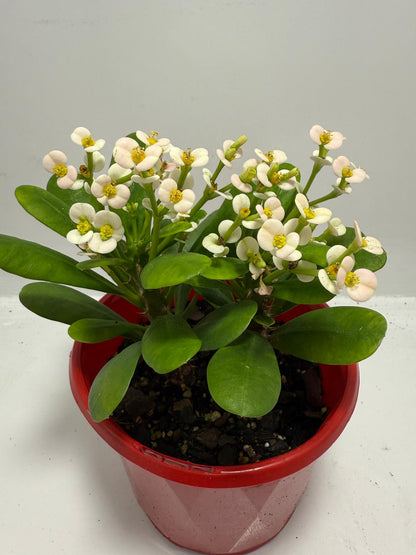 Euphorbia Milli White - Tiny Flowers 80mm