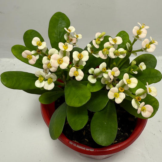 Euphorbia Milli White - Tiny Flowers 80mm