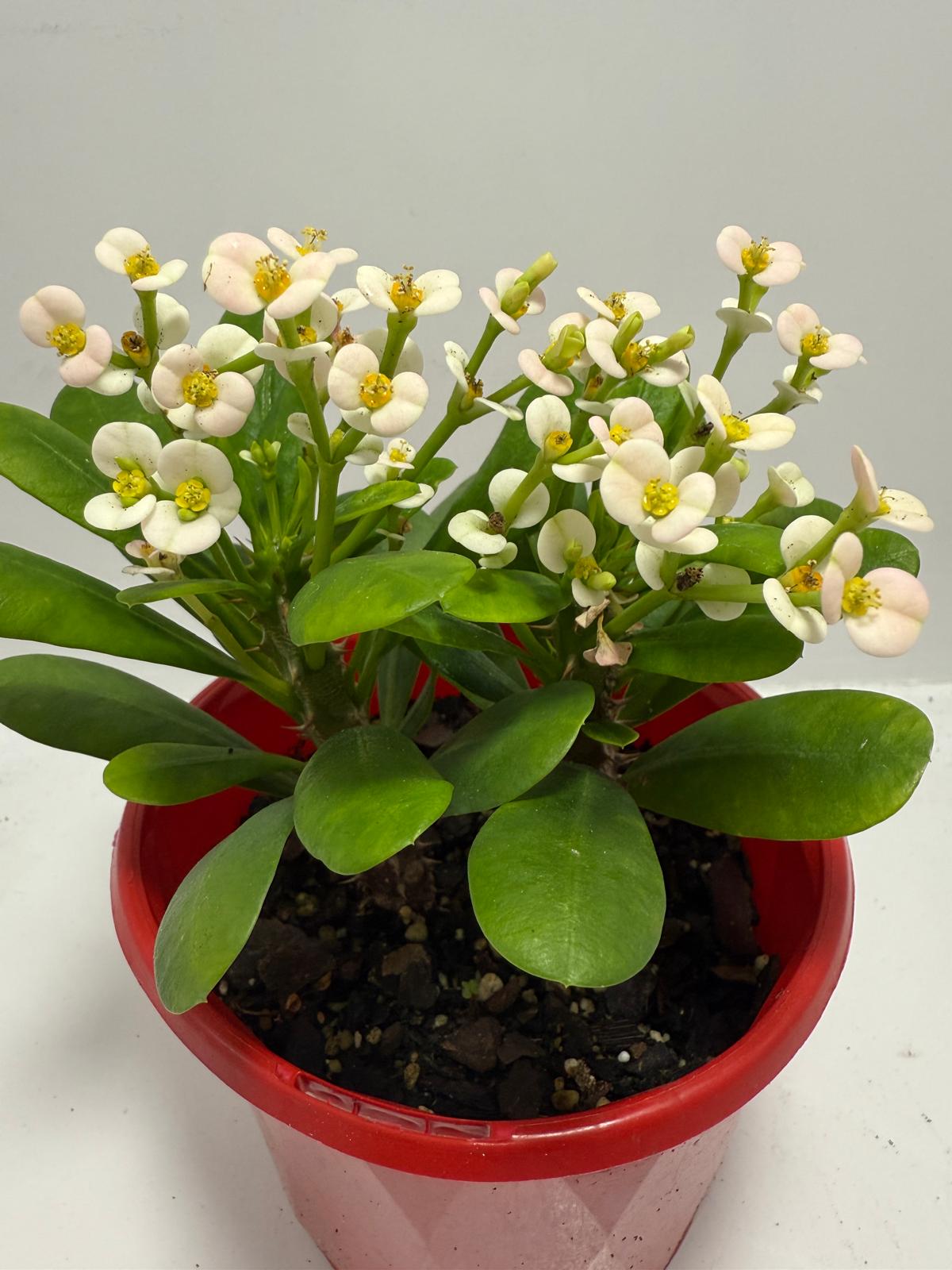 Euphorbia Milli White - Tiny Flowers 80mm