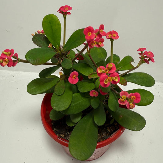 Euphorbia Milli Pink - Tiny Flowers #701