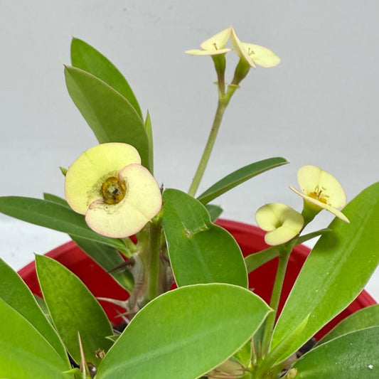 Euphorbia Milli Cream 80mm