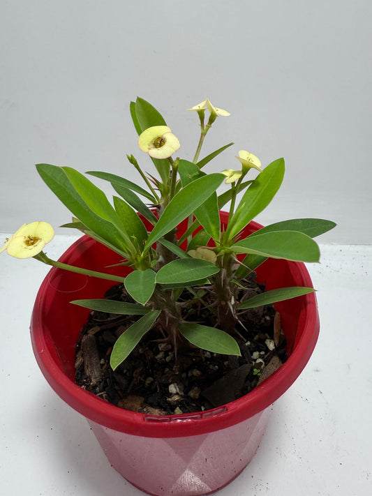 Euphorbia Milli Cream 80mm