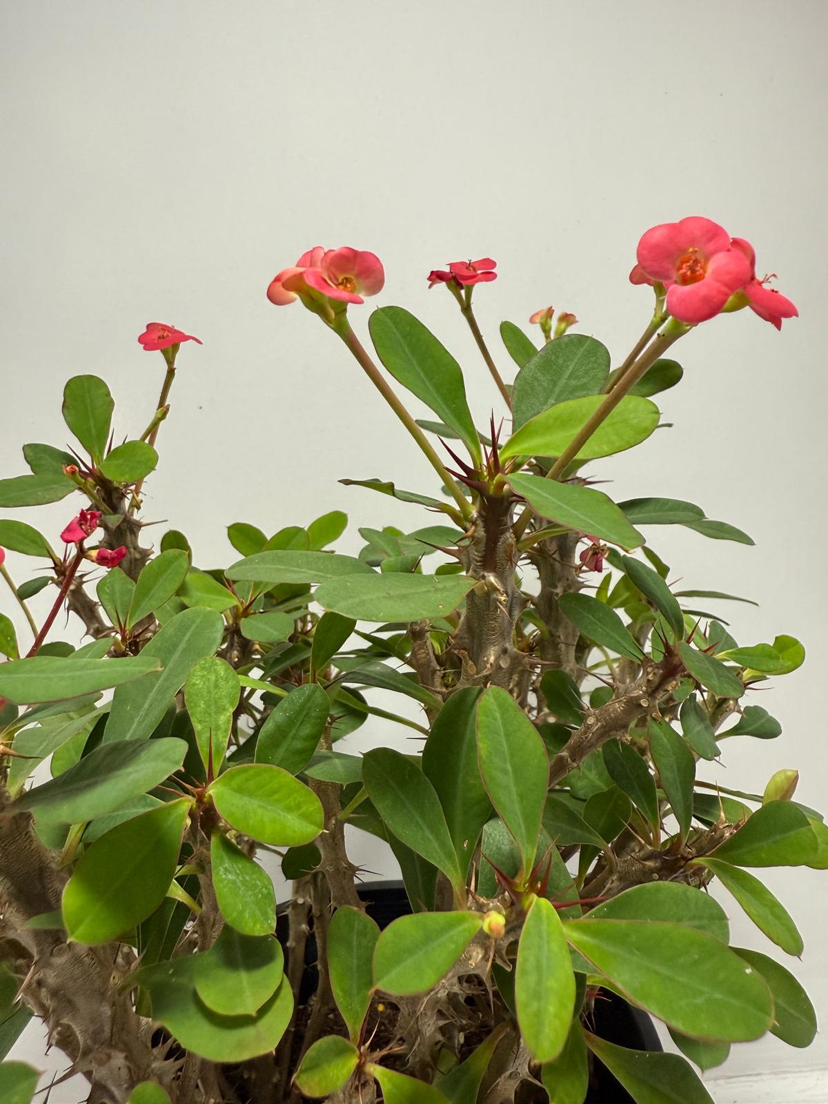 Euphorbia Milli #702 4 in one