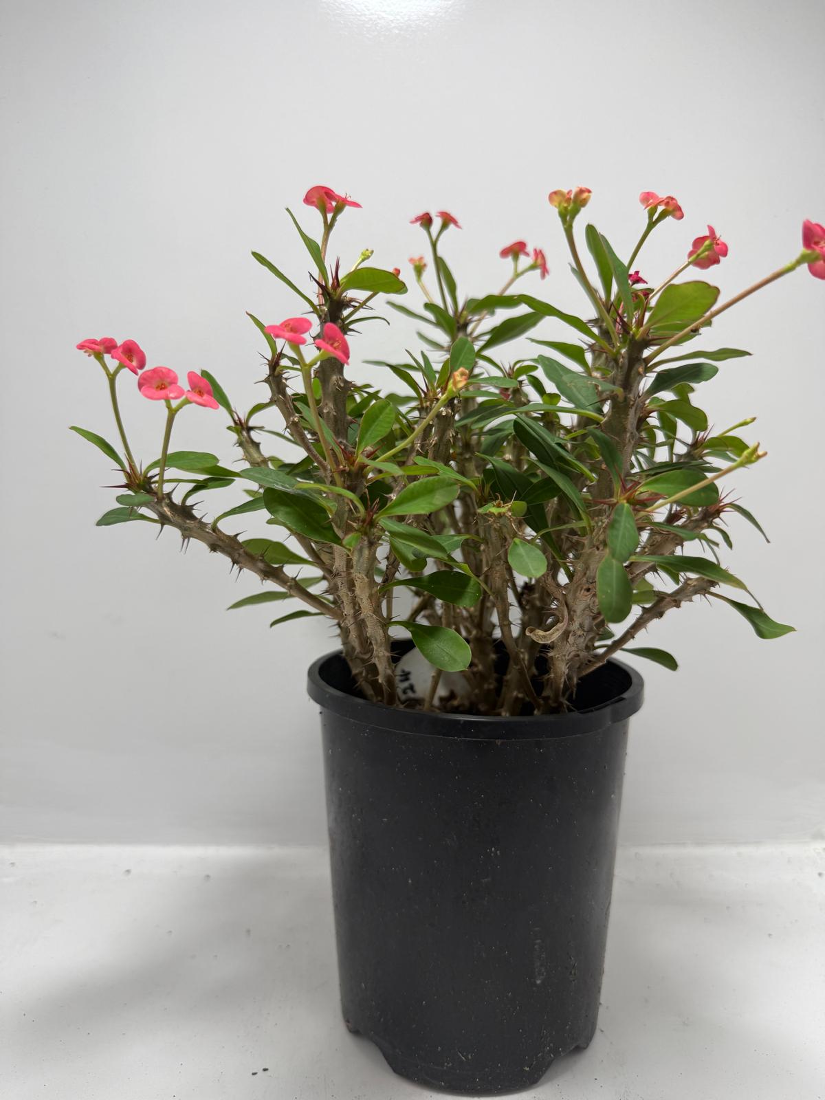 Euphorbia Milli #702 4 in one