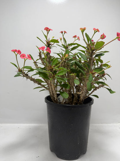 Euphorbia Milli #702 4 in one