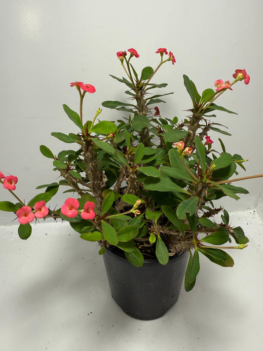 Euphorbia Milli #702 4 in one