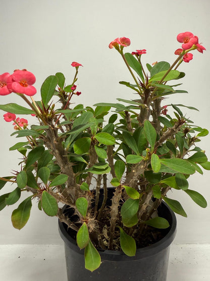Euphorbia Milli #702 4 in one