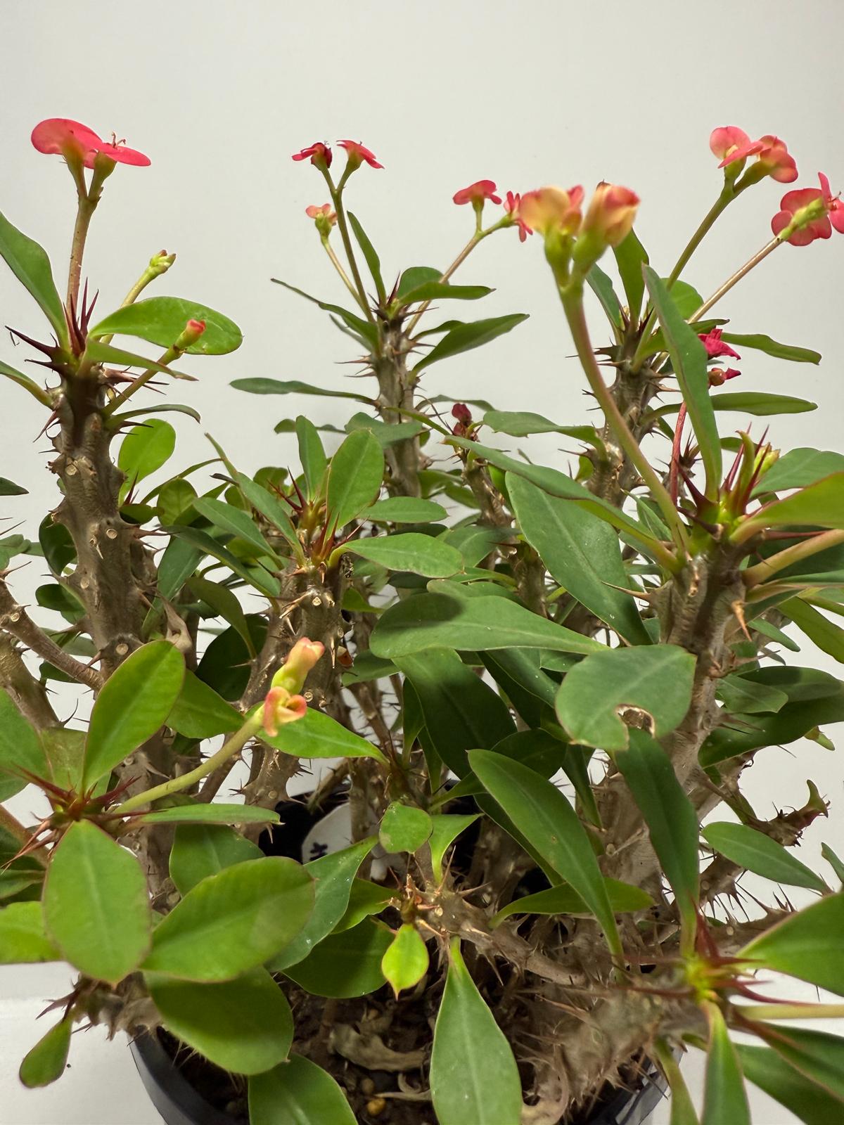 Euphorbia Milli #702 4 in one