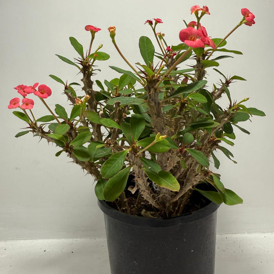 Euphorbia Milli #702 4 in one