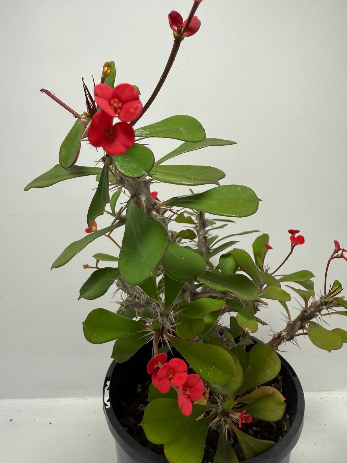 Euphorbia Milli #703