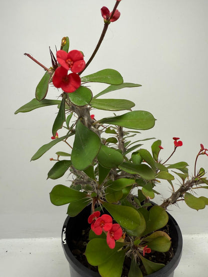 Euphorbia Milli #703