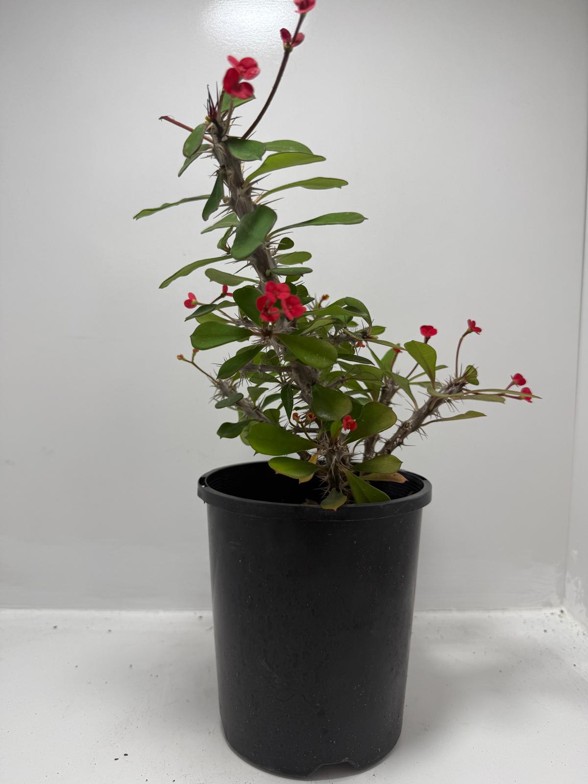 Euphorbia Milli #703