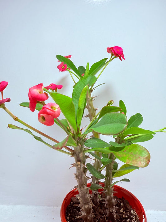 Euphorbia Milli Pink #705