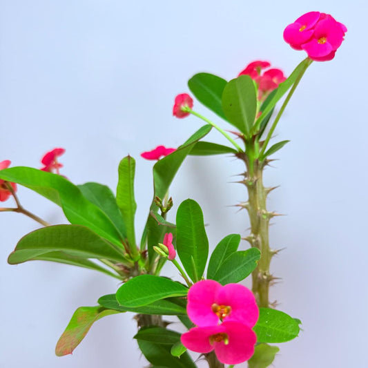 Euphorbia Milli Pink #705