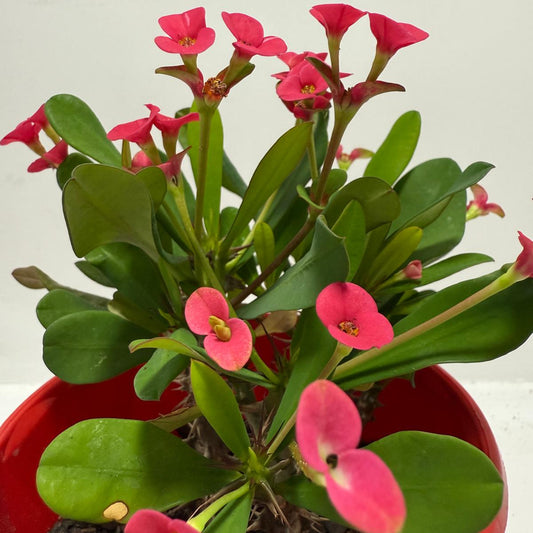 Euphorbia Milli Pink - Tiny Flowers #706