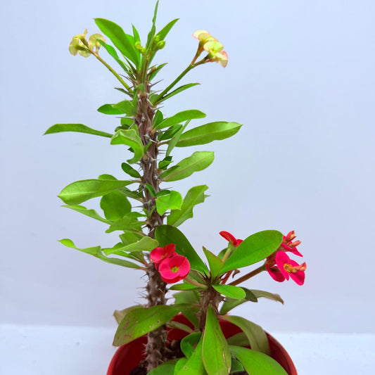 Euphorbia Milli #710  Two colours- two in one pot