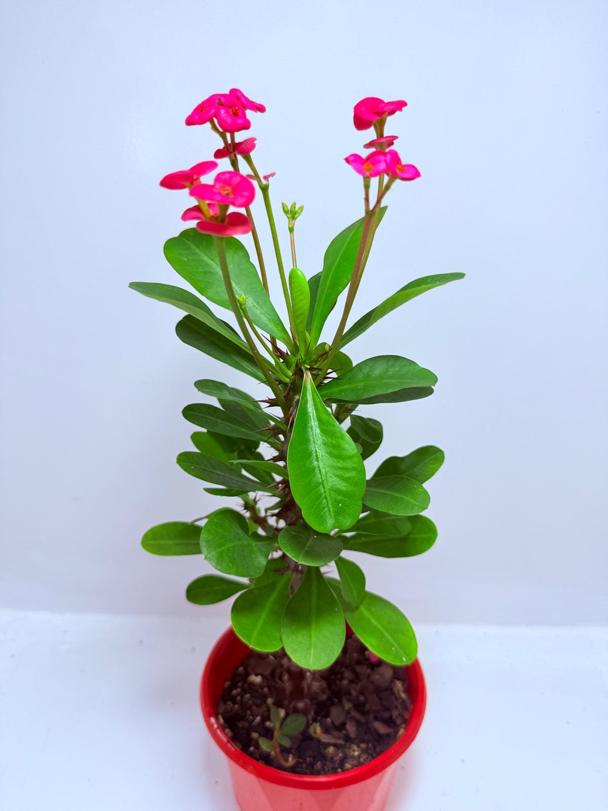 Euphorbia Milli #712