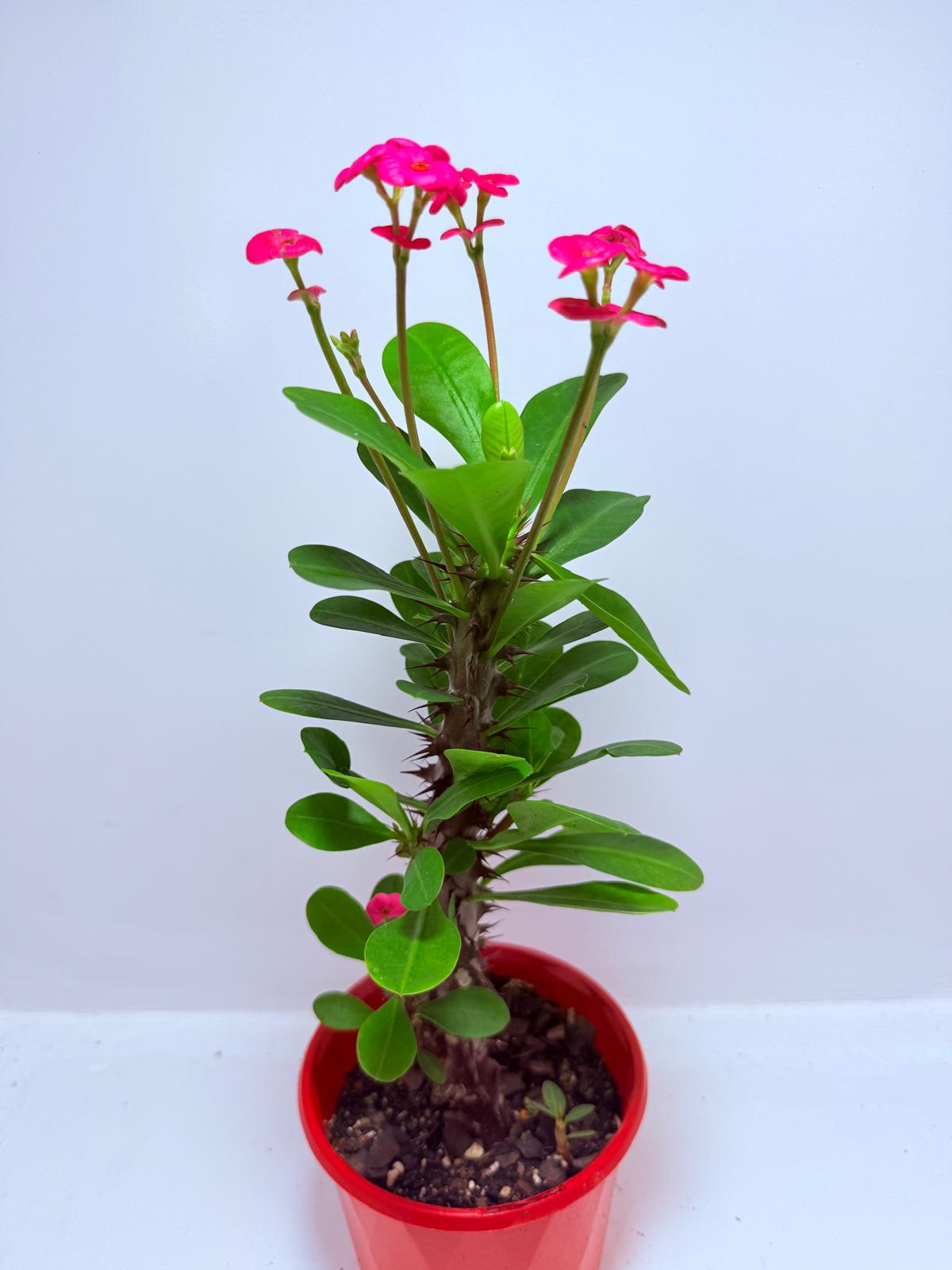 Euphorbia Milli #712