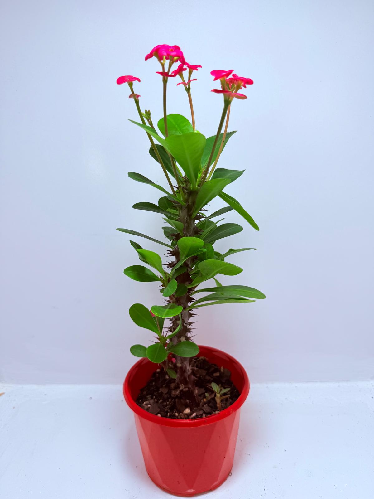 Euphorbia Milli #712