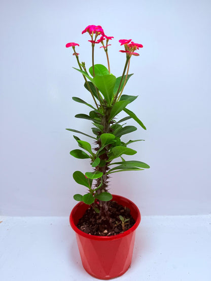 Euphorbia Milli #712