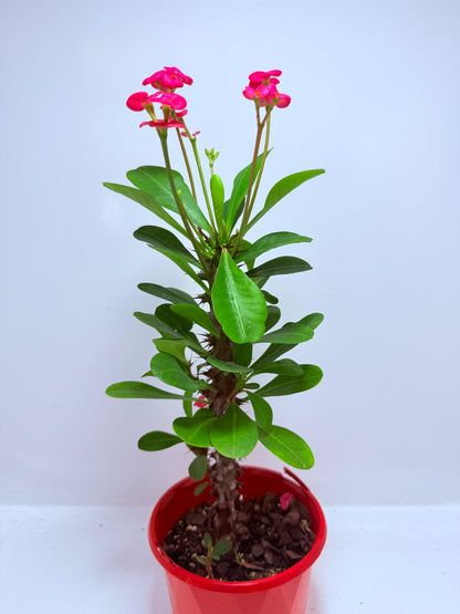 Euphorbia Milli #712