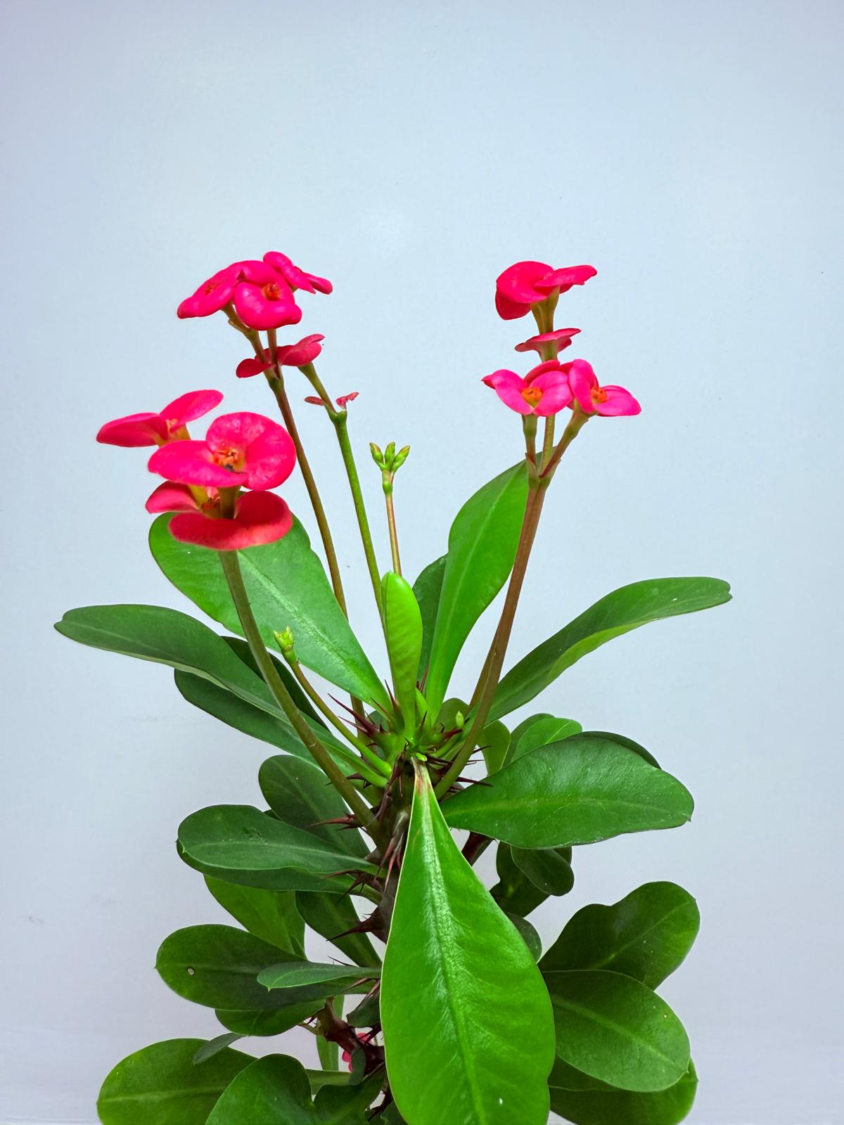Euphorbia Milli #712
