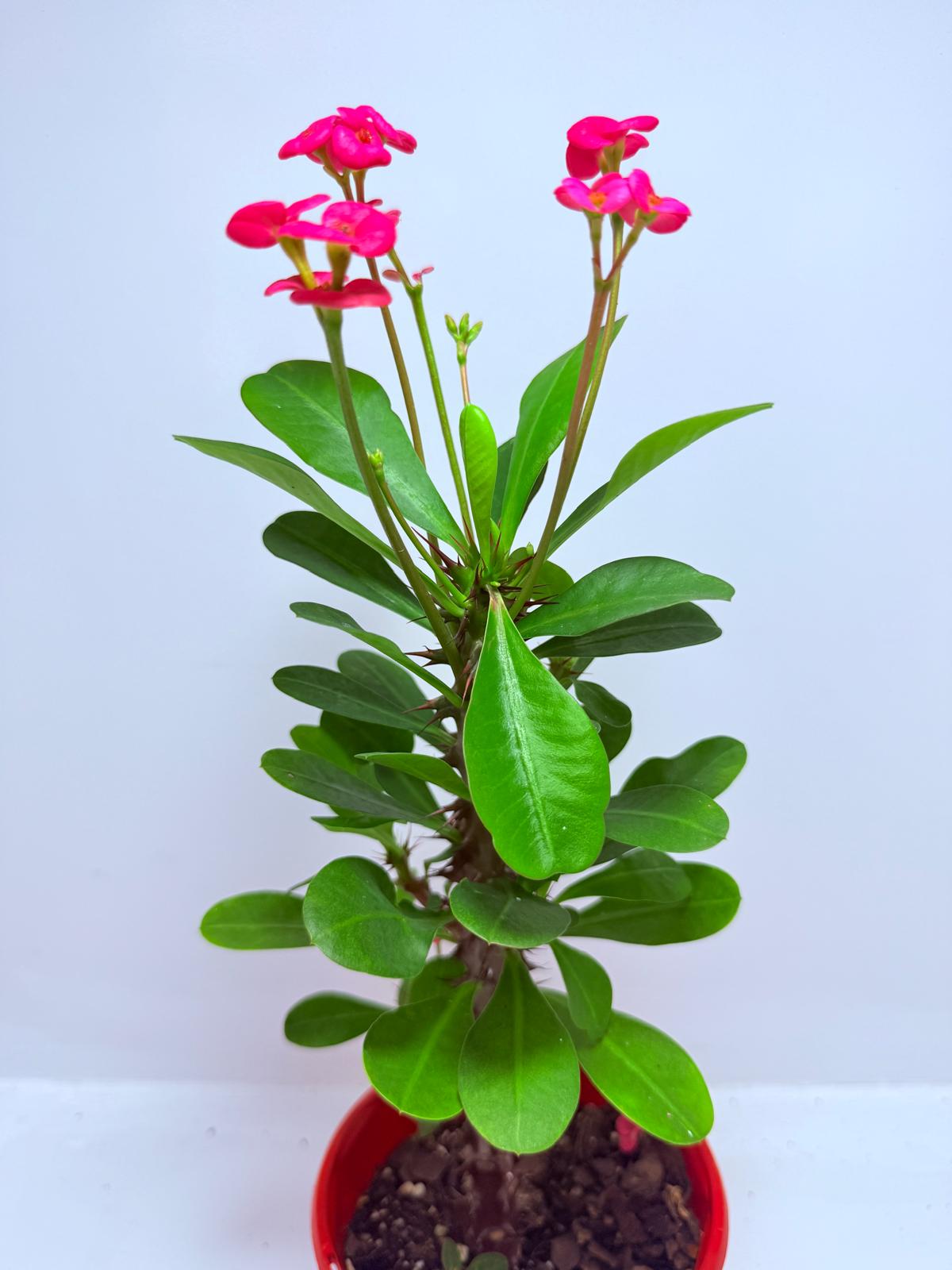 Euphorbia Milli #712