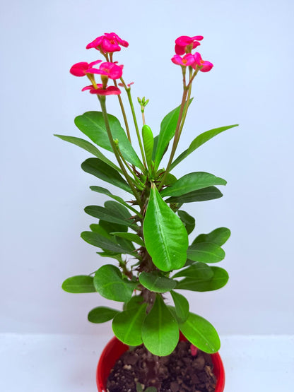 Euphorbia Milli #712