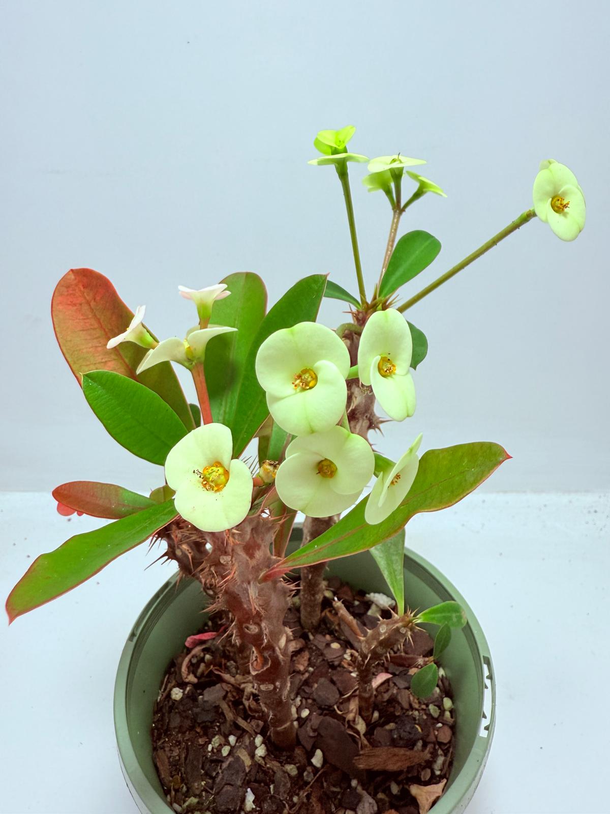 Euphorbia Milli #714