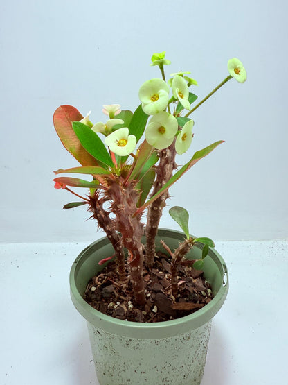 Euphorbia Milli #714