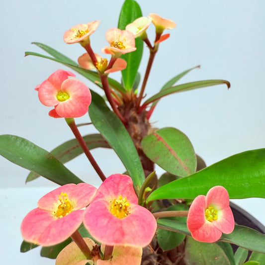 Euphorbia Milli #713