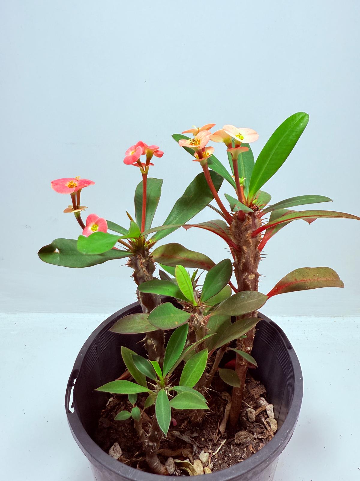Euphorbia Milli #713