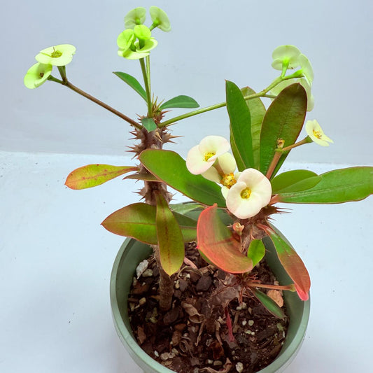 Euphorbia Milli #714