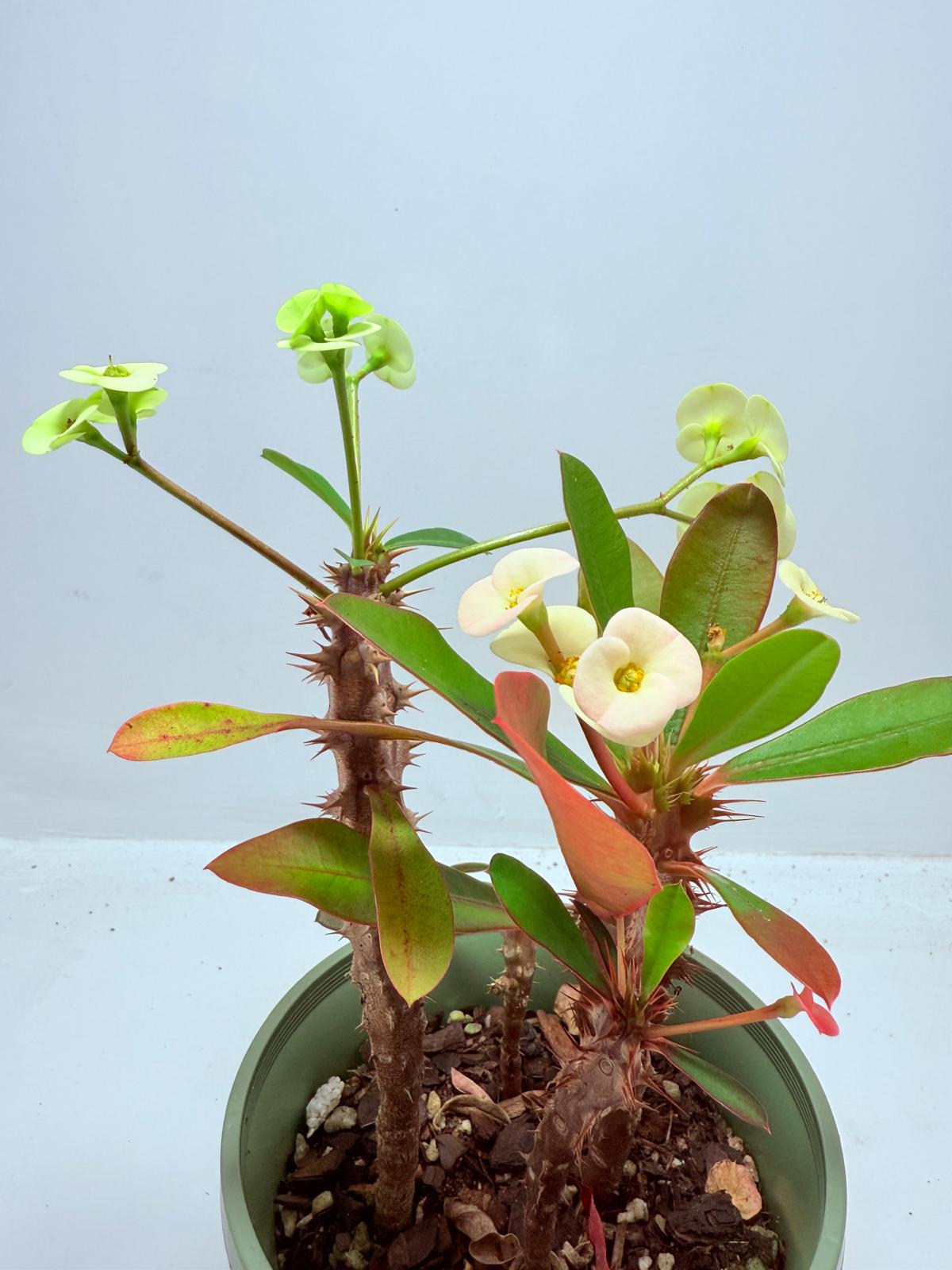 Euphorbia Milli #714