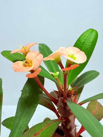Euphorbia Milli #713