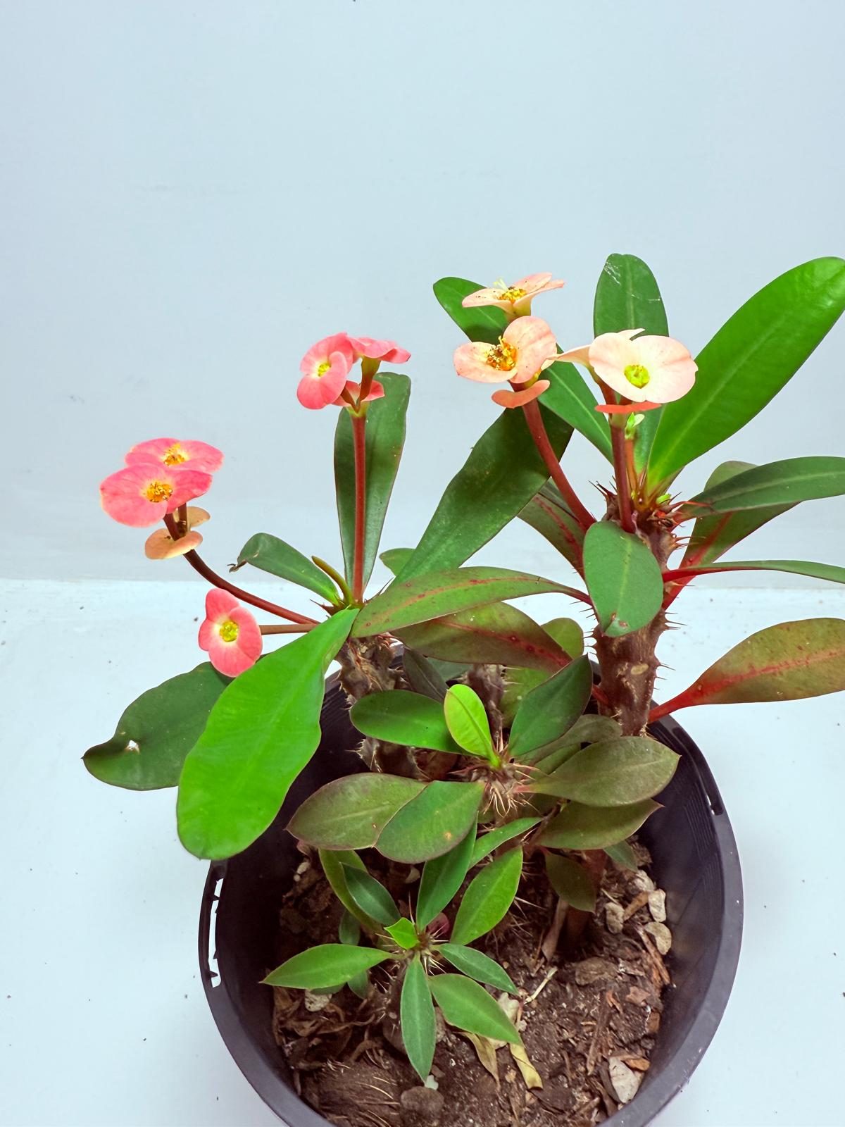Euphorbia Milli #713