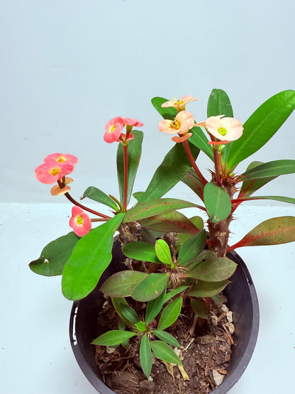 Euphorbia Milli #713
