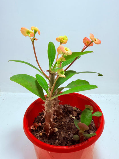 Euphorbia Milli #716