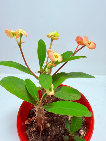 Euphorbia Milli #716