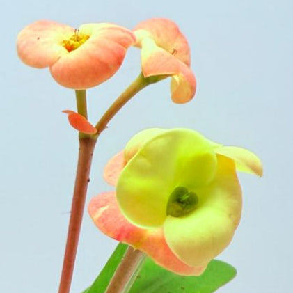 Euphorbia Milli #716