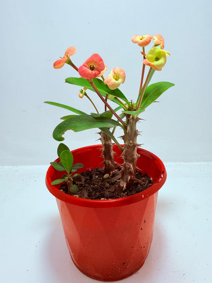 Euphorbia Milli #716