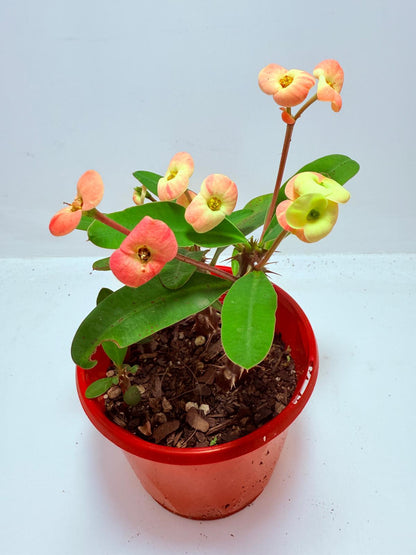 Euphorbia Milli #716