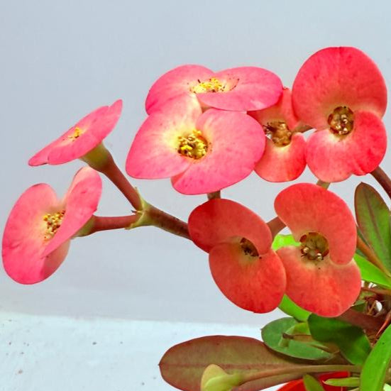Euphorbia Milli #717