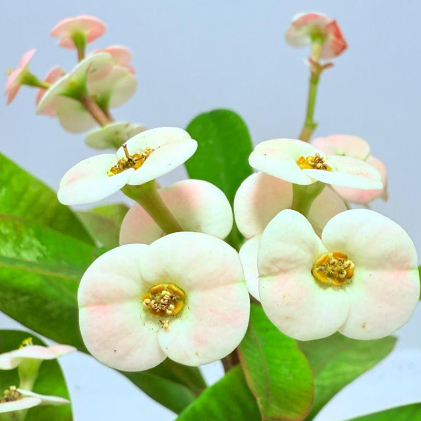 Euphorbia Milli #720